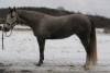 Horse For Sale: This Guns Platinum- Photo 1