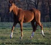 Horse For Sale: Eclipse- Photo 1