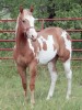 Horse SOLD: Prairies Dixie Lee- Photo 1