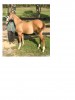 Horse For Sale: NICKERS- Photo 1