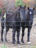 Horse SOLD: Dusty & Sickle- Photo 1