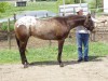 Horse For Sale: Rolling on a Hotrod- Photo 1