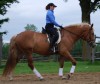 Horse For Sale: Sweet Cappuccino- Photo 1