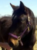 Horse For Sale: Feona- Photo 1