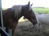 Horse SOLD: faye- Photo 1