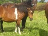 Horse SOLD: snowy acers kalley- Photo 1