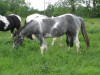 Horse For Sale: Coals Princess Di (Ana)- Photo 1