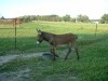 Horse SOLD: donkey- Photo 1