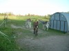 donkey- Photo 2