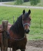 Horse For Sale: .- Photo 1