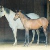 Horse For Sale: Mateo Miguel- Photo 1