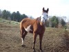 Horse For Sale: cheyenne- Photo 1