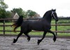 Horse For Sale: Donald- Photo 1