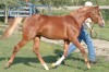 Horse For Sale: lonely- Photo 1