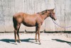 Horse SOLD: R Rosy Rita- Photo 1
