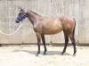 Horse For Sale: She May Be Sweet- Photo 1