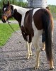 Horse For Sale: Thermo- Photo 1