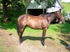 Horse For Sale: Song of Eden- Photo 1