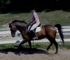 Horse SOLD: Orphy- Photo 1