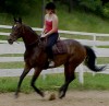 Horse SOLD: Rock Doctor- Photo 1