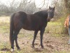 Horse For Sale: Sundance Kricket- Photo 1