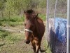 Horse For Sale: Trigger- Photo 1