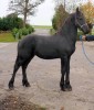 Horse For Sale: smith- Photo 1