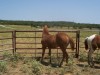 Horse For Sale: None- Photo 1