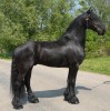 Horse For Sale: zack- Photo 1