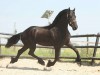 Horse For Sale: Jack- Photo 1