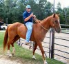 Horse For Sale: jess- Photo 1