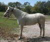 Horse For Sale: Socketts Silver Mist aka Sara- Photo 1