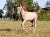 Horse For Sale: Ponti Pilat- Photo 1