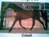 cobalt- Photo 2