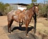 Horse For Sale:  Hot Bright Sky- Photo 1