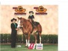 Horse SOLD: Attribute- Photo 1