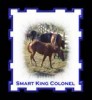 Horse for sale: Smart King Colonel
