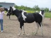 Horse SOLD: Jewels Midnight Gem- Photo 1