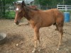 2008 Dun or Grulla Colt- Photo 2