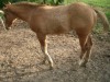 2008 Dun weanling- Photo 2