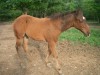 2008 Dun or Grulla Colt- Photo 3