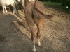 2008 Dun weanling- Photo 3