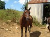 Horse For Sale: BARBARYS BELLE- Photo 1