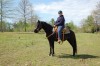 Horse For Sale: Flicka- Photo 1