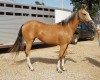 Horse for sale: MISS STONEY CHICK
