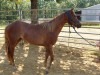 Horse for sale: ZANS SMART SPARK