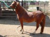 Horse for sale: Sundance Cody's Surprise