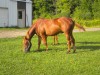 Horse for sale: San Peppy Pebbles