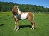 Horse For Sale: Scout- Photo 1