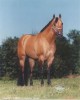 Pacific Sailing AQHA- Barrel Mare-Kid Safe!-buckle & saddle winner!!- Photo 3